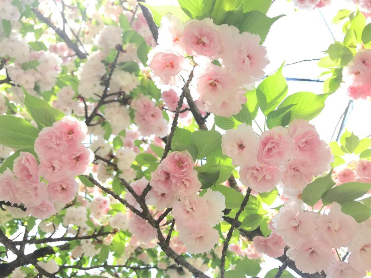 Yufuin Flora House Panzió Kültér fotó