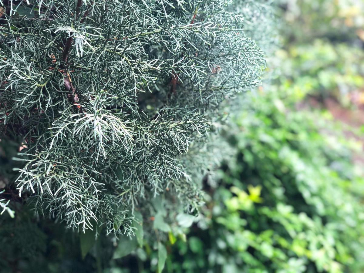 Yufuin Flora House Panzió Kültér fotó
