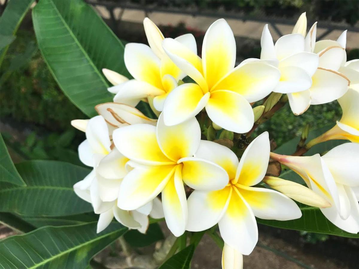Yufuin Flora House Panzió Kültér fotó